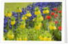 Yellow Fritillaria Imperialis by Anonymous