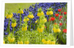 Yellow Fritillaria Imperialis by Anonymous
