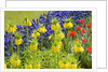 Yellow Fritillaria Imperialis by Anonymous