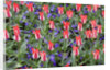 Variegated Plaisir Tulips and Blue Star Anemone by Anonymous