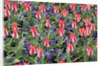 Variegated Plaisir Tulips and Blue Star Anemone by Anonymous