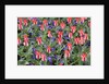 Variegated Plaisir Tulips and Blue Star Anemone by Anonymous