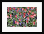 Variegated Plaisir Tulips and Blue Star Anemone by Anonymous