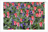 Variegated Plaisir Tulips and Blue Star Anemone by Anonymous