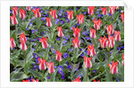 Variegated Plaisir Tulips and Blue Star Anemone by Anonymous