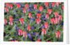 Variegated Plaisir Tulips and Blue Star Anemone by Anonymous