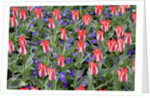 Variegated Plaisir Tulips and Blue Star Anemone by Anonymous