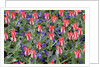 Variegated Plaisir Tulips and Blue Star Anemone by Anonymous