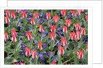 Variegated Plaisir Tulips and Blue Star Anemone by Anonymous