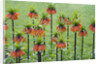 Orange Mozart Fritillaria Imperialis by Anonymous