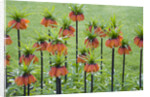 Orange Mozart Fritillaria Imperialis by Anonymous