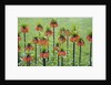 Orange Mozart Fritillaria Imperialis by Anonymous