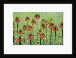 Orange Mozart Fritillaria Imperialis by Anonymous