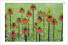 Orange Mozart Fritillaria Imperialis by Anonymous