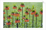 Orange Mozart Fritillaria Imperialis by Anonymous