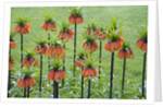 Orange Mozart Fritillaria Imperialis by Anonymous