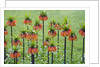 Orange Mozart Fritillaria Imperialis by Anonymous