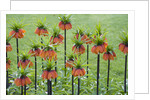 Orange Mozart Fritillaria Imperialis by Anonymous