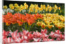 Czar Peter and Juan Tulips by Anonymous