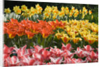 Czar Peter and Juan Tulips by Anonymous