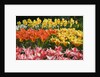 Czar Peter and Juan Tulips by Anonymous