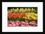 Czar Peter and Juan Tulips by Anonymous