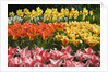 Czar Peter and Juan Tulips by Anonymous