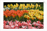 Czar Peter and Juan Tulips by Anonymous