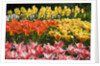 Czar Peter and Juan Tulips by Anonymous