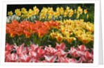 Czar Peter and Juan Tulips by Anonymous