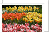 Czar Peter and Juan Tulips by Anonymous