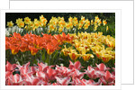 Czar Peter and Juan Tulips by Anonymous
