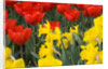 Gold Medal Narcissus and Red Paradise Tulips by Anonymous