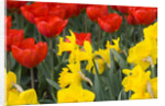 Gold Medal Narcissus and Red Paradise Tulips by Anonymous