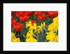 Gold Medal Narcissus and Red Paradise Tulips by Anonymous