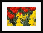 Gold Medal Narcissus and Red Paradise Tulips by Anonymous
