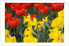 Gold Medal Narcissus and Red Paradise Tulips by Anonymous