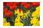 Gold Medal Narcissus and Red Paradise Tulips by Anonymous
