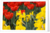 Gold Medal Narcissus and Red Paradise Tulips by Anonymous
