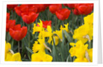 Gold Medal Narcissus and Red Paradise Tulips by Anonymous