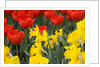 Gold Medal Narcissus and Red Paradise Tulips by Anonymous