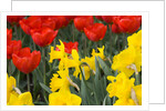 Gold Medal Narcissus and Red Paradise Tulips by Anonymous