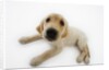 Golden Retriever Puppy Lying Down by Anonymous