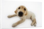 Golden Retriever Puppy Lying Down by Anonymous