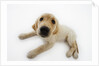 Golden Retriever Puppy Lying Down by Anonymous