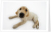 Golden Retriever Puppy Lying Down by Anonymous