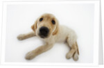 Golden Retriever Puppy Lying Down by Anonymous
