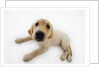 Golden Retriever Puppy Lying Down by Anonymous
