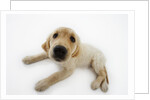 Golden Retriever Puppy Lying Down by Anonymous