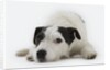 Jack Russell Terrier Lying Down by Anonymous
